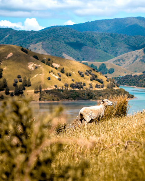 sunny Nelson.